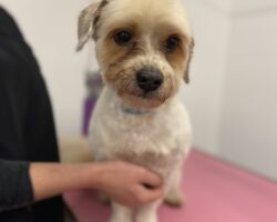 small white russell dog